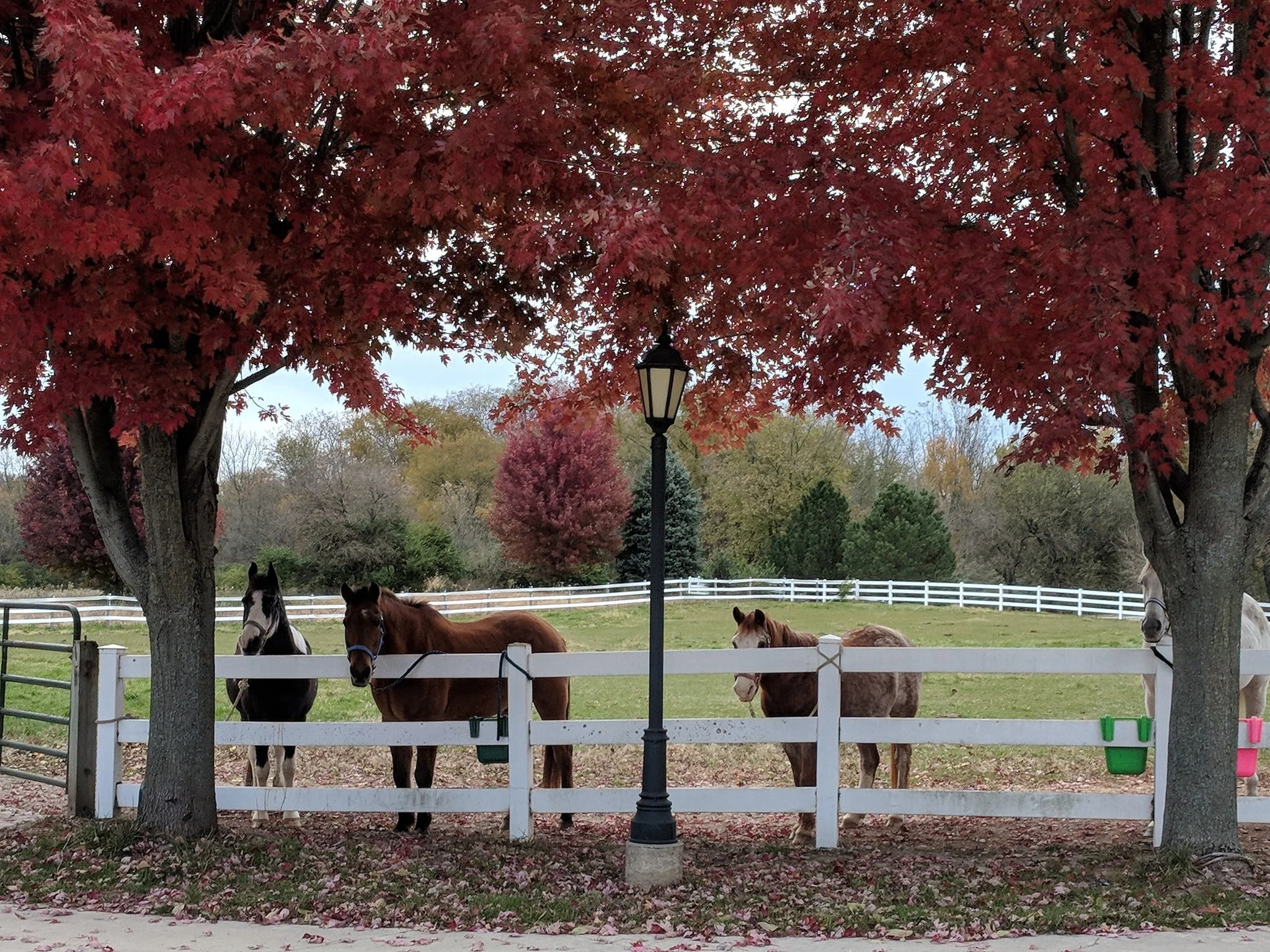 Horses standing near a white fence under red autumn trees.
