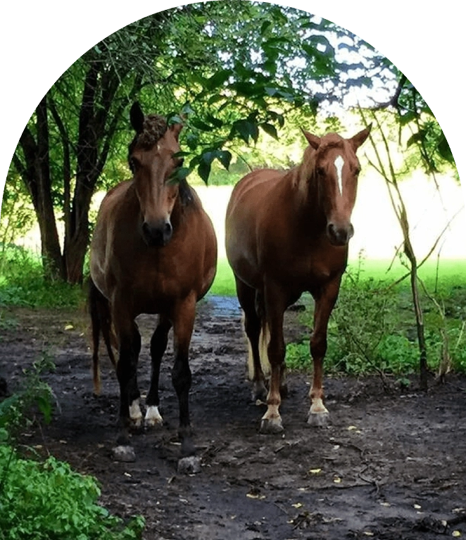 Two chestnut horses walking through trees