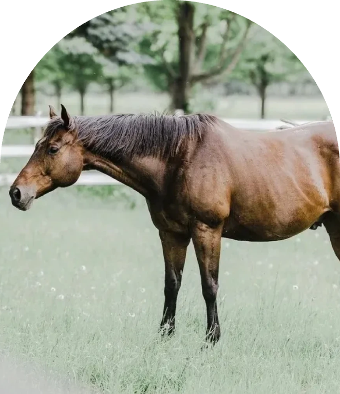 Brown horse grazing in fenced green pasture