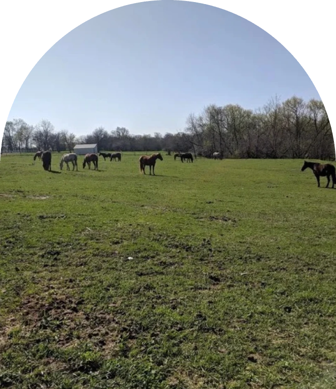 Horses grazing across a green pasture